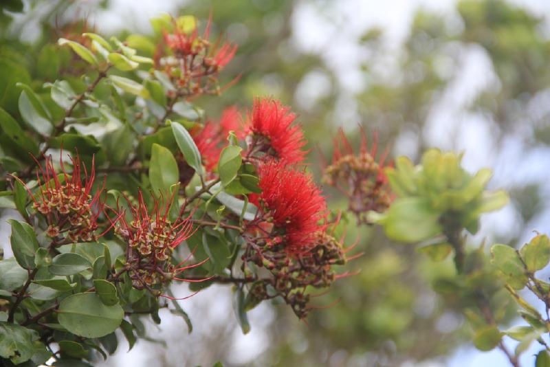 Puu Manamana _0044_10-42-37