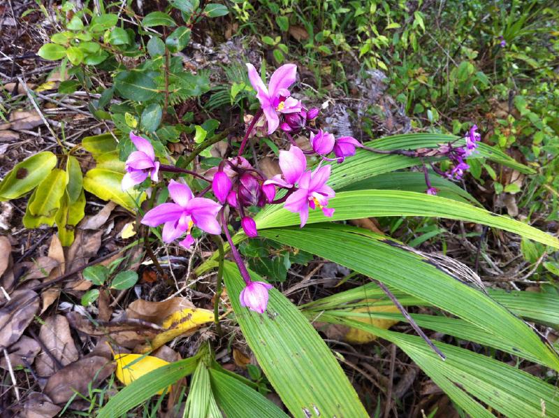 Puu Manamana _0072_12-56-11