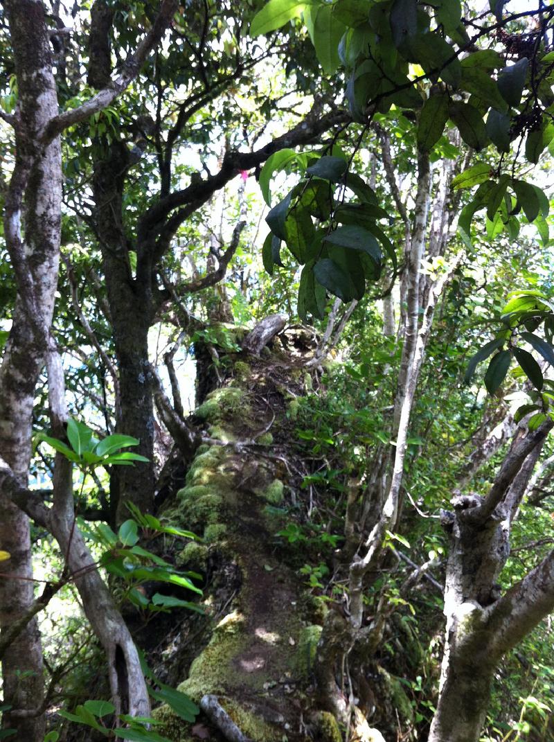 Puu Manamana _0075_13-07-02