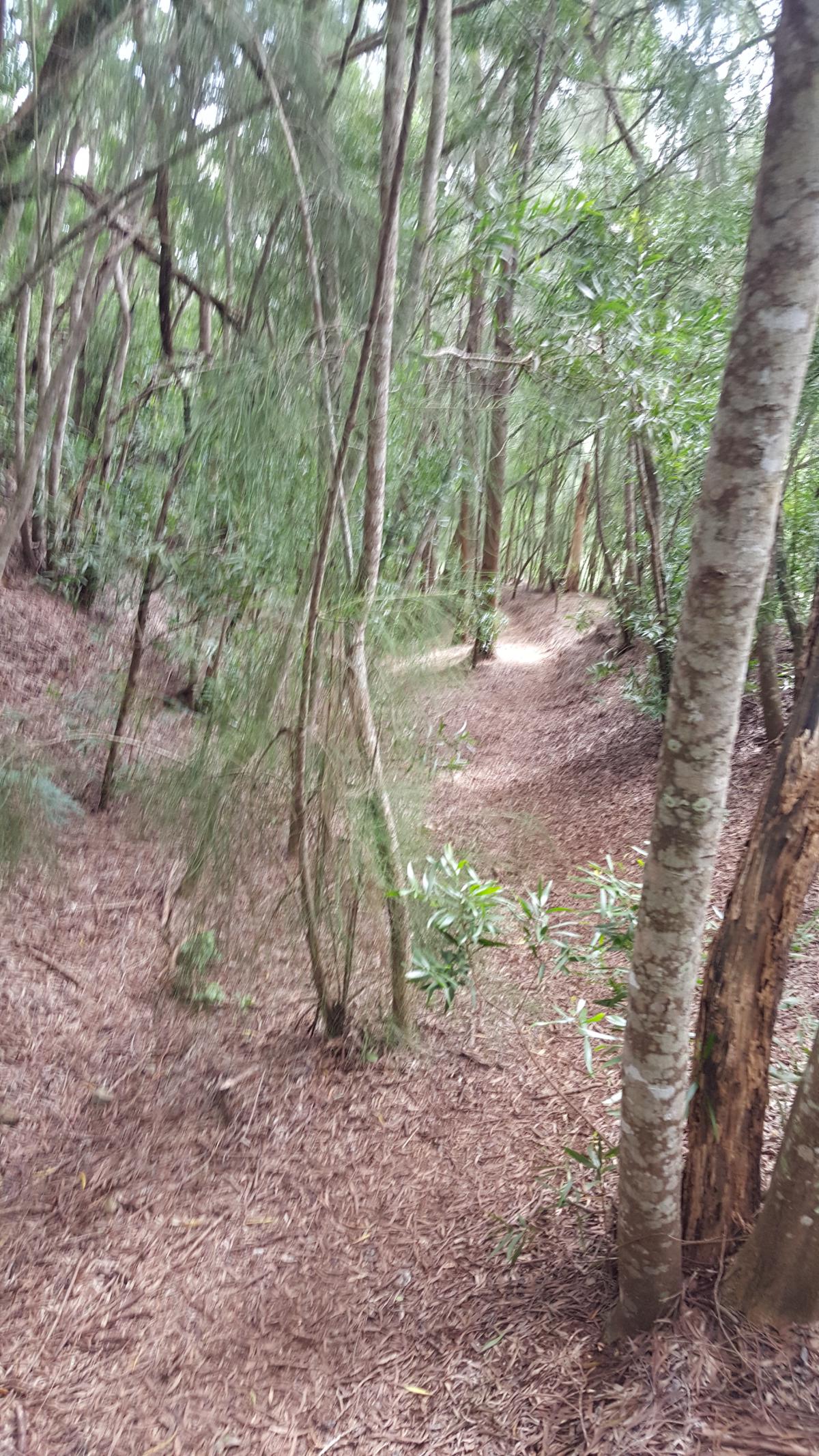 Hiking the Kamiloiki Ridge Trail